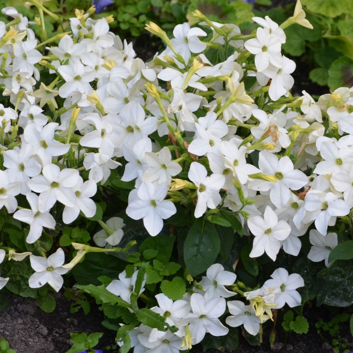 Bel tobak Saratoga F1 – Nicotiana x alata – semena tobaka – 30 kosov