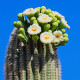 Saguaro - Kaktus svečnik - Carnegiea gigantea - semena kaktusa - 5 kosov