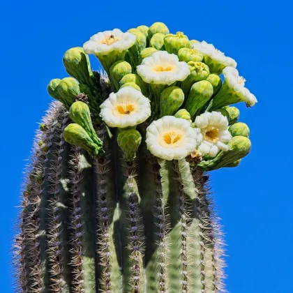 Saguaro - Kaktus svečnik - Carnegiea gigantea - semena kaktusa - 5 kosov