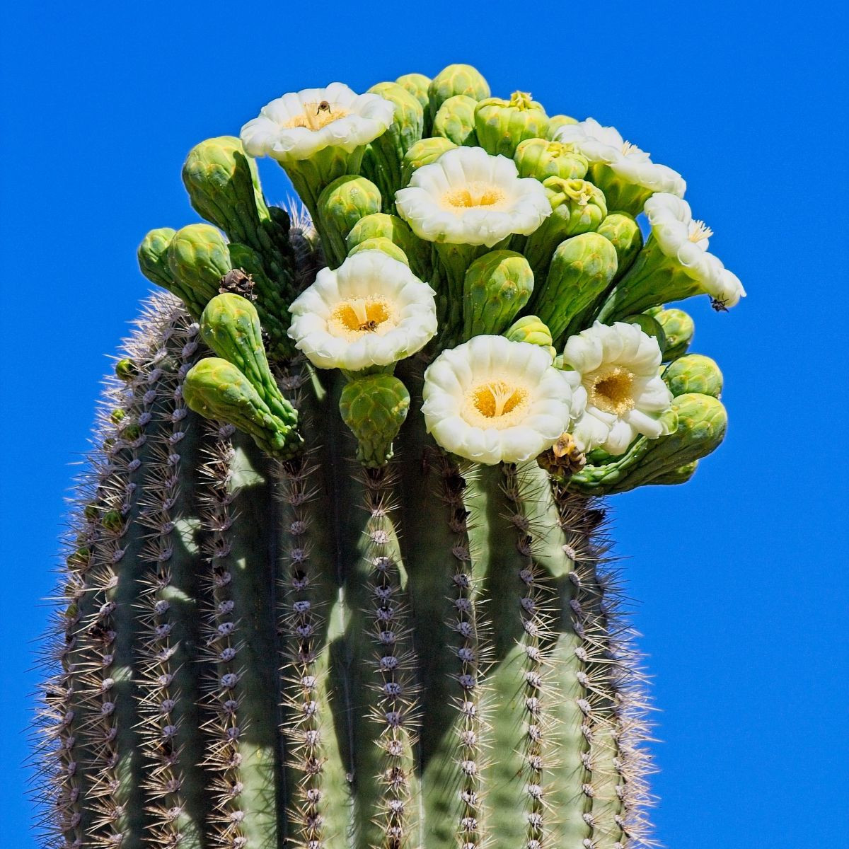 Saguaro - Kaktus svečnik - Carnegiea gigantea - semena kaktusa - 5 kosov