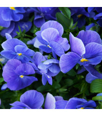 Vijolica Carneval F1 Azure – Viola x wittrockiana – semena vijolice – 20 kosov