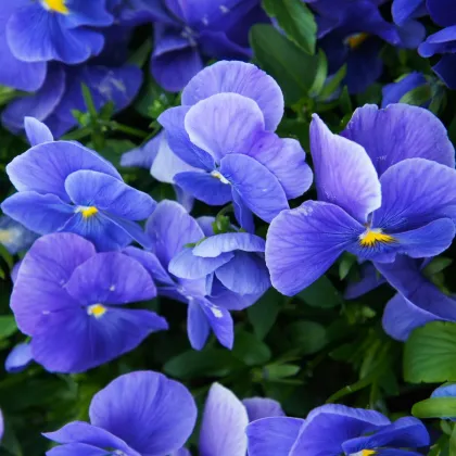 Vijolica Carneval F1 Azure – Viola x wittrockiana – semena vijolice – 20 kosov