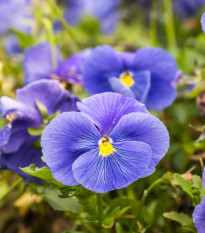 Viola Twix F1 Lavender Shades – Viola cornuta – semena vijolice – 20 kosov