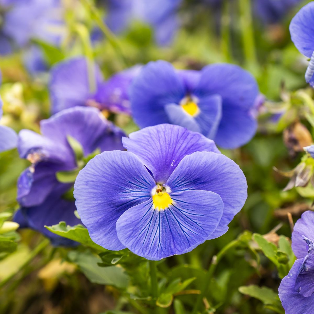 Viola Twix F1 Lavender Shades – Viola cornuta – semena vijolice – 20 kosov