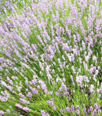 Rožnata zdravilna sivka SPECIÁL - Lavandula angustifolia - gojenje