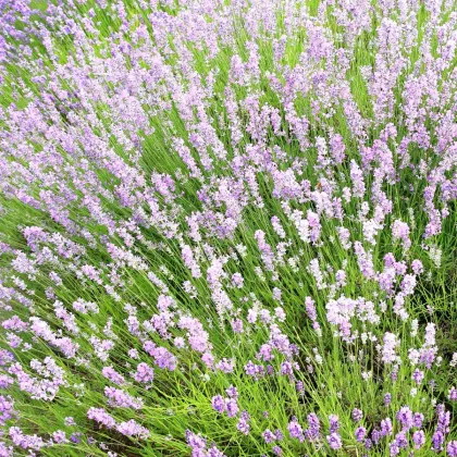 Rožnata zdravilna sivka SPECIÁL - Lavandula angustifolia - gojenje