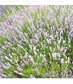 Rožnata zdravilna sivka SPECIÁL - Lavandula angustifolia - gojenje