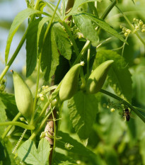 Ačokča - Cyclanthera pedata - semena ačokče - 6 kos