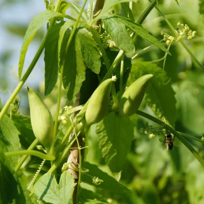 Ačokča - Cyclanthera pedata - semena ačokče - 6 kos