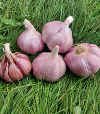 Česen za sajenje Skalka – Allium sativum – česen s trdimi stebli – česen v čebulicah – 1 pakiranje