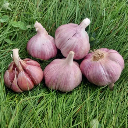 Česen za sajenje Skalka – Allium sativum – česen s trdimi stebli – česen v čebulicah – 1 pakiranje