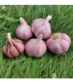 Česen za sajenje Skalka – Allium sativum – česen s trdimi stebli – česen v čebulicah – 1 pakiranje
