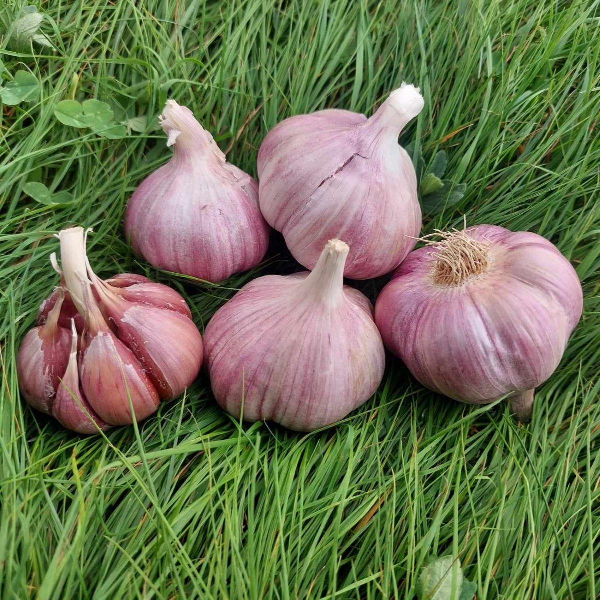 Česen za sajenje Skalka – Allium sativum – česen s trdimi stebli – česen v čebulicah – 1 pakiranje