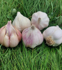 Sadilni česen Matinka – Allium sativum – mehki česen – čebulice česna