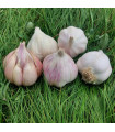 Sadilni česen Matinka – Allium sativum – mehki česen – čebulice česna
