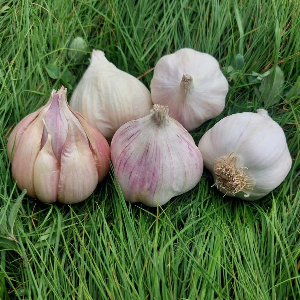 Sadilni česen Matinka – Allium sativum – mehki česen – čebulice česna
