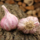 Sadilni česen Slavin II - Allium sativum - trd česen - 1 pakiranje