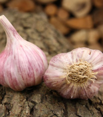 Sadilni česen Slavin II - Allium sativum - trd česen - 1 pakiranje