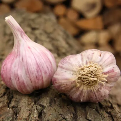 Sadilni česen Slavin II - Allium sativum - trd česen - 1 pakiranje