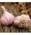 Sadilni česen Slavin II - Allium sativum - trd česen - 1 pakiranje