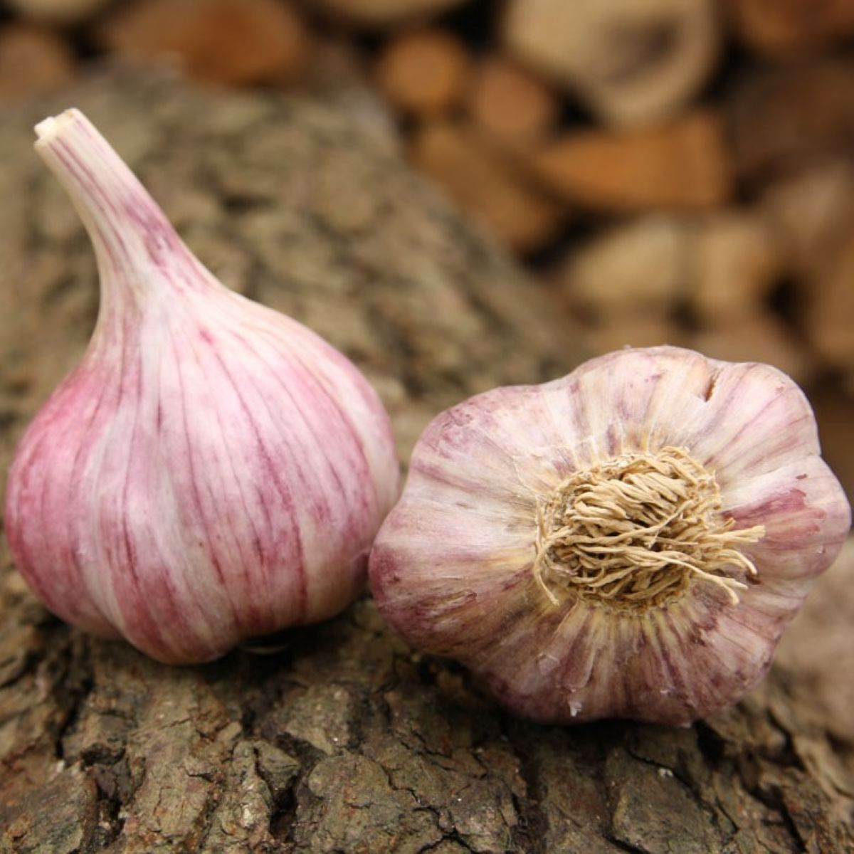 Sadilni česen Slavin II - Allium sativum - trd česen - 1 pakiranje