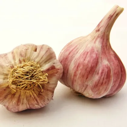 Sadilni česen Slavin II - Allium sativum - trd česen - 1 pakiranje