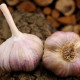 Sadilni česen Vekan - Allium sativum - trd česnek - 1 paket