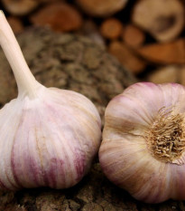 Sadilni česen Vekan - Allium sativum - trd česnek - 1 paket