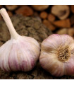 Sadilni česen Vekan - Allium sativum - trd česnek - 1 paket