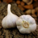 Sadilni česen Bjetin - Allium sativum - ozimni česnak - čebulice česna - 1 pakiranje