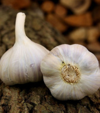 Sadilni česen Bjetin - Allium sativum - ozimni česnak - čebulice česna - 1 pakiranje