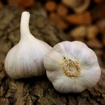 Sadilni česen Bjetin - Allium sativum - ozimni česnak - čebulice česna - 1 pakiranje