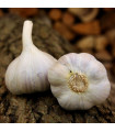 Sadilni česen Bjetin - Allium sativum - ozimni česnak - čebulice česna - 1 pakiranje