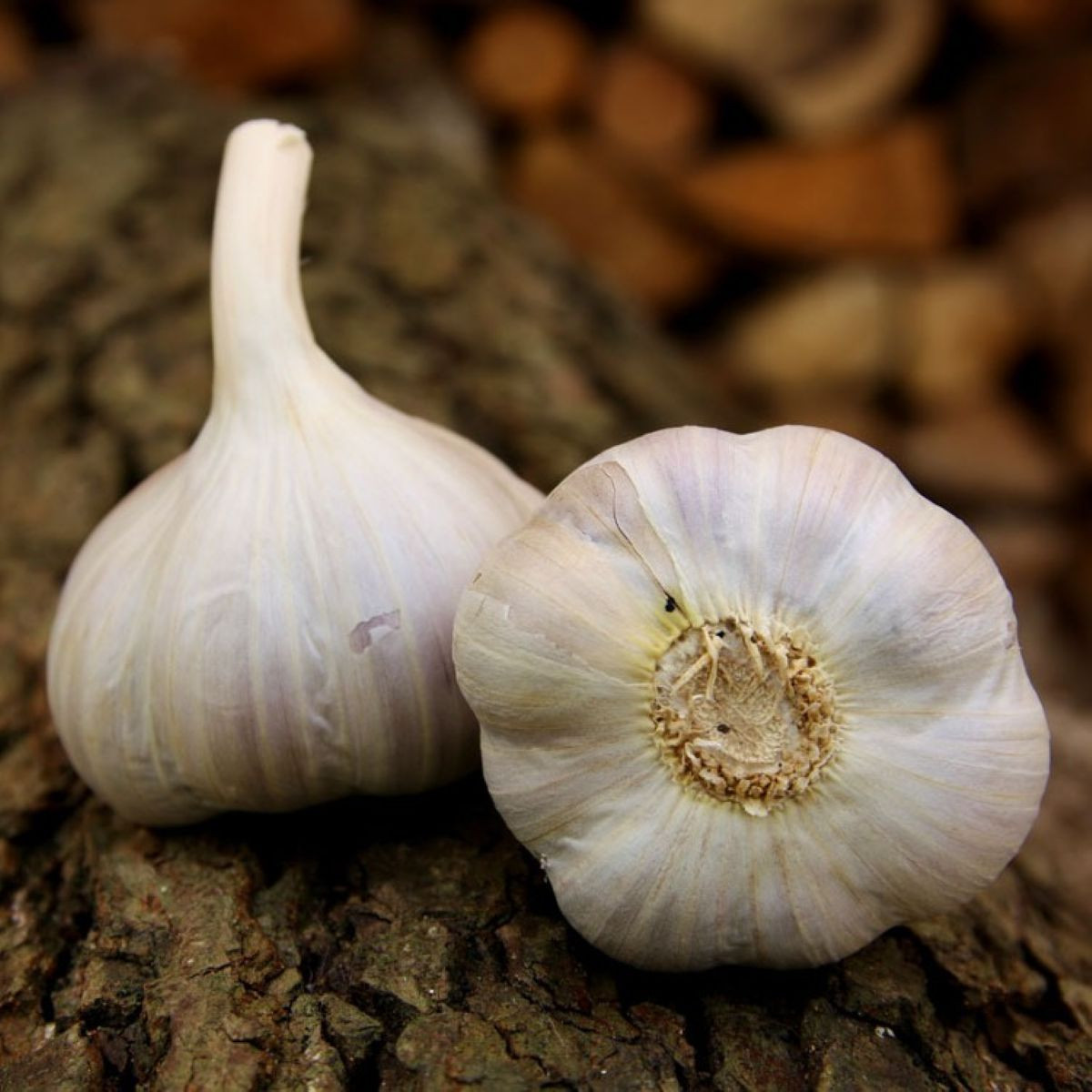 Sadilni česen Bjetin - Allium sativum - ozimni česnak - čebulice česna - 1 pakiranje