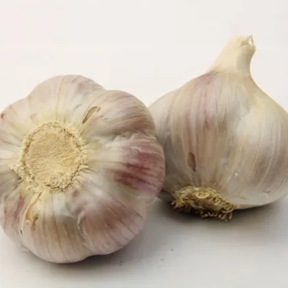 Sadilni česen Bjetin - Allium sativum - ozimni česnak - čebulice česna - 1 pakiranje