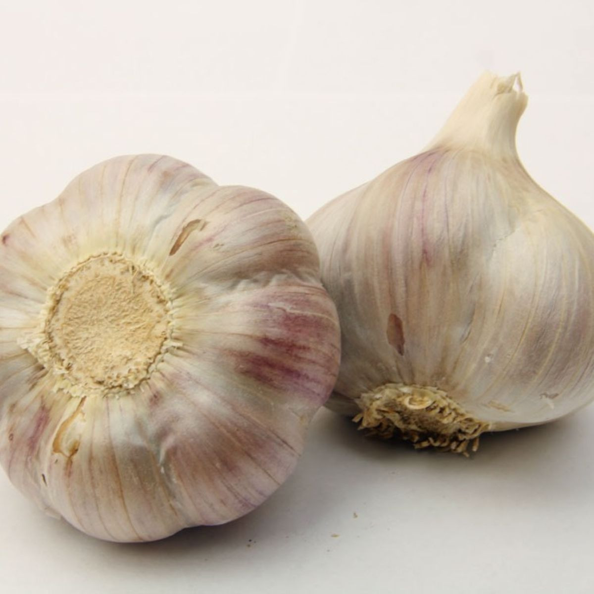 Sadilni česen Bjetin - Allium sativum - ozimni česnak - čebulice česna - 1 pakiranje