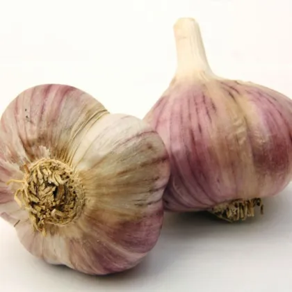 Sadilni česen Havran – Allium sativum – prezimni trdi česen – 1 pakiranje