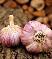 Sadilni česen Havran – Allium sativum – prezimni trdi česen – 1 pakiranje