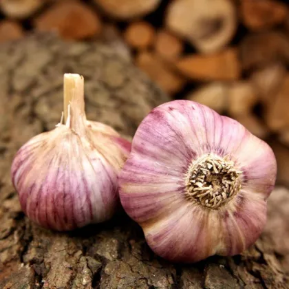 Sadilni česen Havran – Allium sativum – prezimni trdi česen – 1 pakiranje