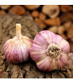 Sadilni česen Havran – Allium sativum – prezimni trdi česen – 1 pakiranje