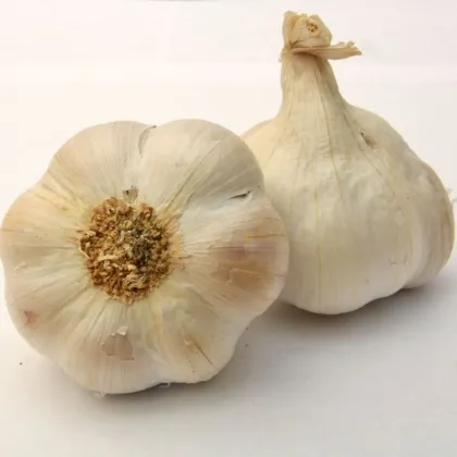 Češki sadilni Lukan – Allium sativum – mehki česen – česnova glavica – 1 pakiranje
