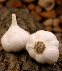 Češki sadilni Lukan – Allium sativum – mehki česen – česnova glavica – 1 pakiranje