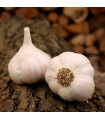 Češki sadilni Lukan – Allium sativum – mehki česen – česnova glavica – 1 pakiranje