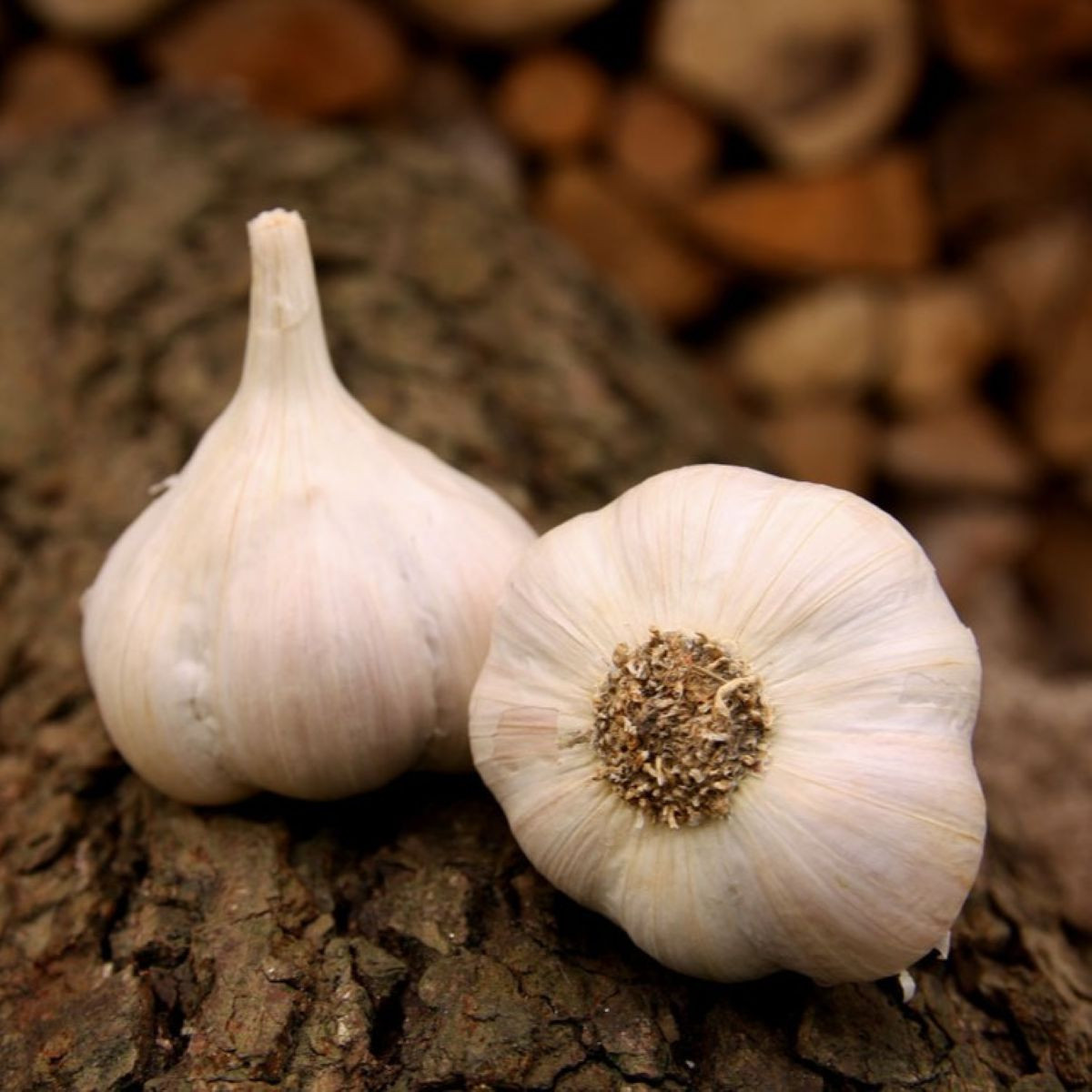 Češki sadilni Lukan – Allium sativum – mehki česen – česnova glavica – 1 pakiranje