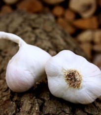 Sadilni česen Japo II – Allium sativum – mehki česen – čebulice česna – 1 pakiranje