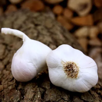 Sadilni česen Japo II – Allium sativum – mehki česen – čebulice česna – 1 pakiranje