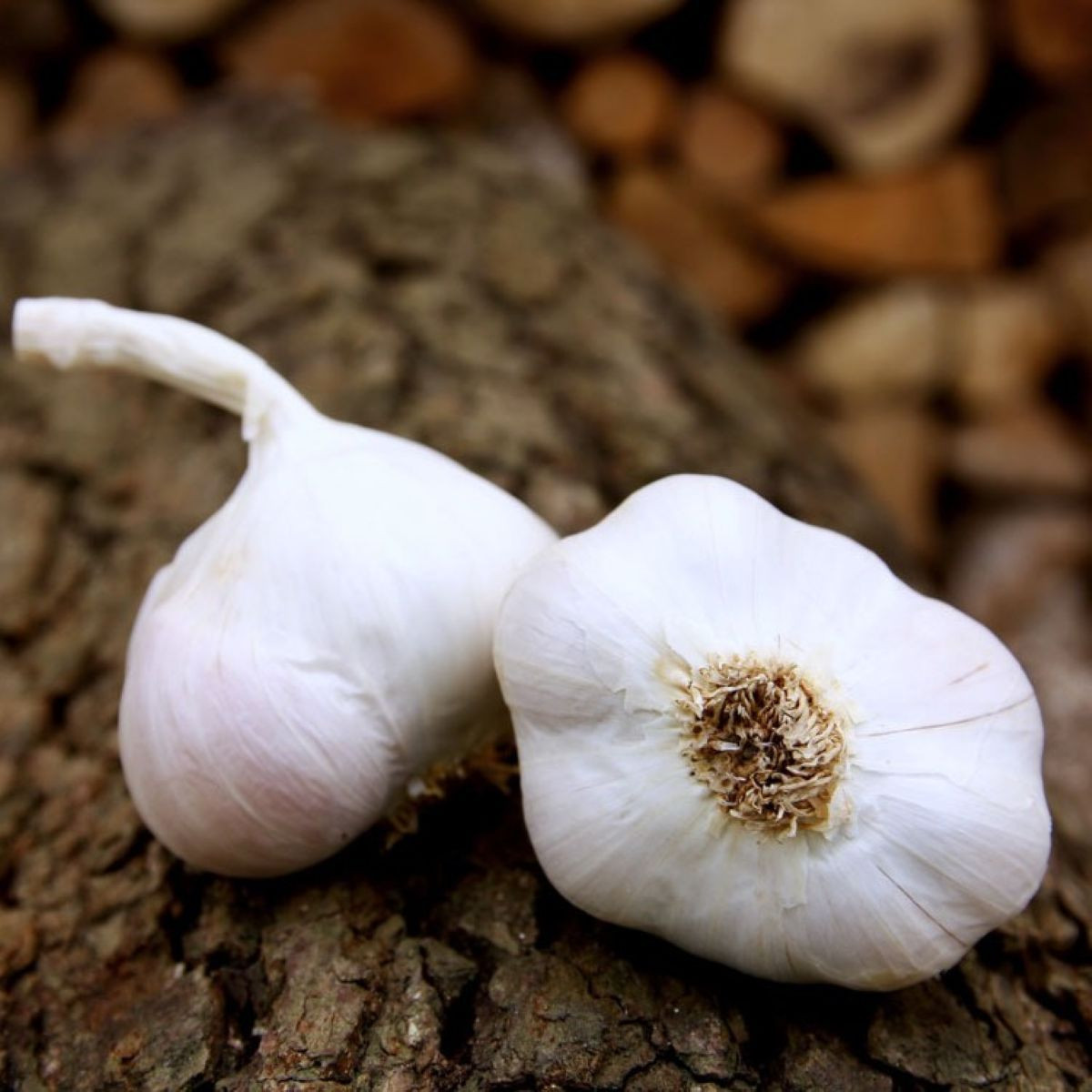 Sadilni česen Japo II – Allium sativum – mehki česen – čebulice česna – 1 pakiranje