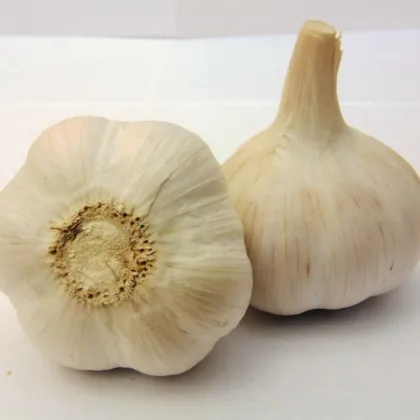 Sadilni česen Havel - Allium sativum - trd česen - 1 pakiranje
