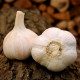 Sadilni česen Havel - Allium sativum - trd česen - 1 pakiranje