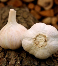 Sadilni česen Havel - Allium sativum - trd česen - 1 pakiranje